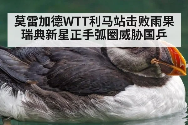 莫雷加德WTT利马站击败雨果 瑞典新星正手弧圈威胁国乒